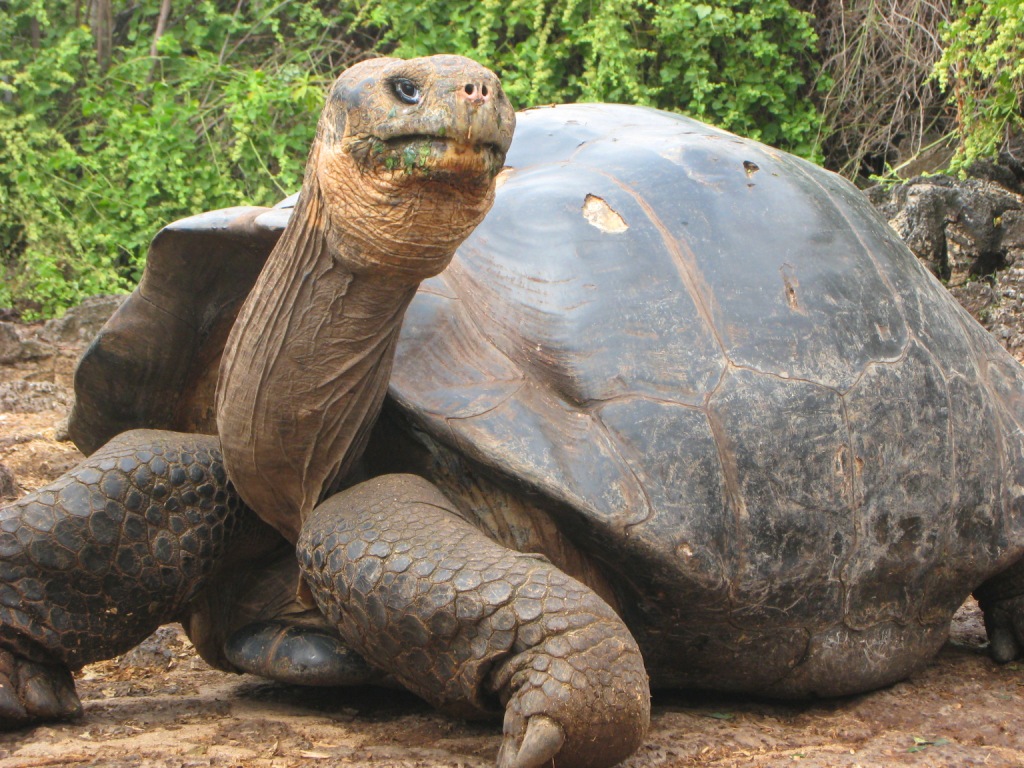 Большая галапагосская черепаха. Галапагосская черепаха. Галапагосская гигантская черепаха. Галлапагосская черепа. Галопогоская Черепаза.